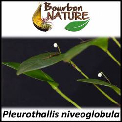 Pleurothallis niveoglobula
