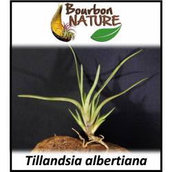 Tillandsia albertiana