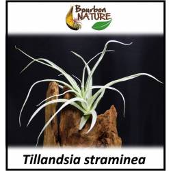 Tillandsia straminea - épiphyte au touché de velour 