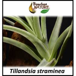 Tillandsia straminea - épiphyte au touché de velour 