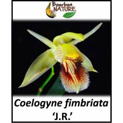 Coelogyne fimbriata 'J.R.'