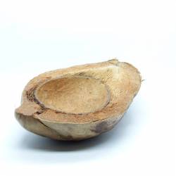 Demi Noix de coco avec écorce