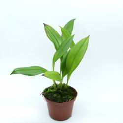 Scaphosepalum ursinum