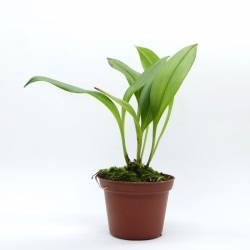 Scaphosepalum ursinum
