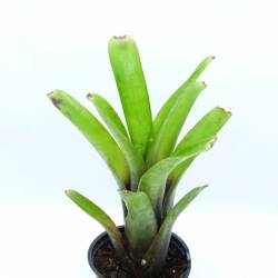 Neoregelia amandae