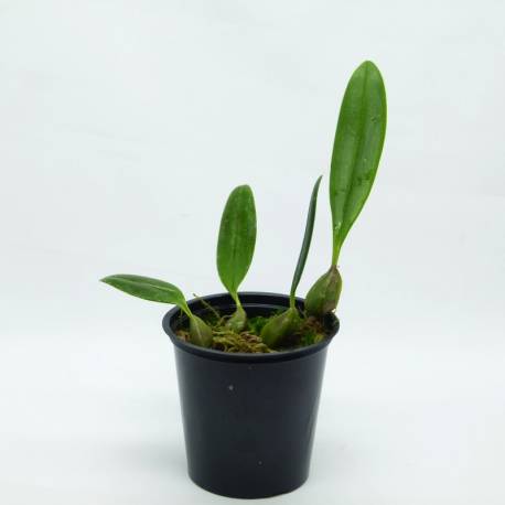Bulbophyllum saltatorium var. ciliatum Bulbophyllum saltatorium var. ciliatum