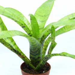 Neoregelia ampullacea tigrina