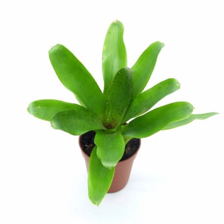 Neoregelia Narziss plante tropicale adaptée pour les dendrobates