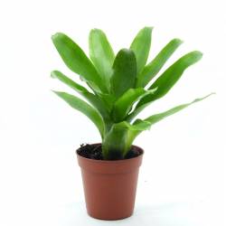 Neoregelia Narziss plante tropicale adaptée pour les dendrobates