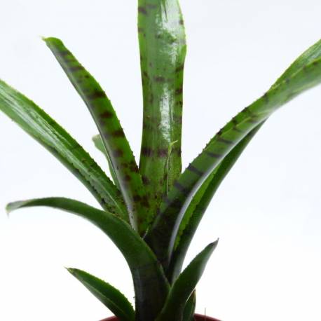 Neoregelia Adonis - Broméliacée - Plante épiphyte