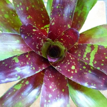 Neoregelia Sundance Big