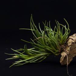Tillandsia Albertiana - Grosse Touffe