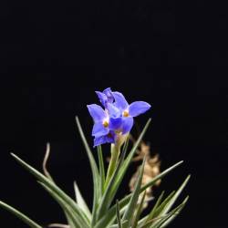 Tillandsia aeranthos