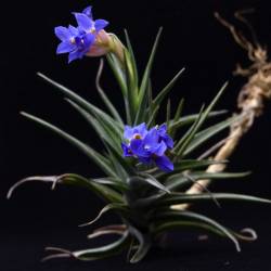 Tillandsia aeranthos