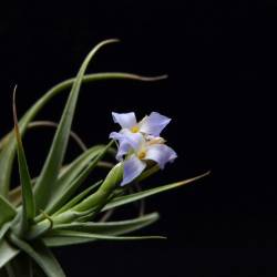 Tillandsia bergeri