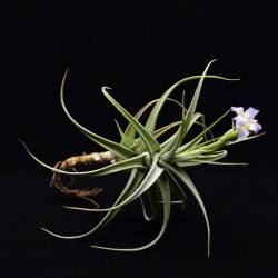 Tillandsia bergeri