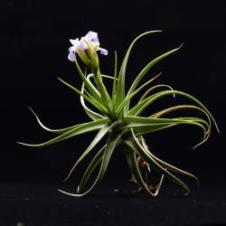 Tillandsia bergeri