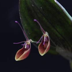 Restrepia cymbula - Orchidée botanique miniature