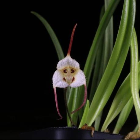 Dracula lotax - Orchidée botanique miniature