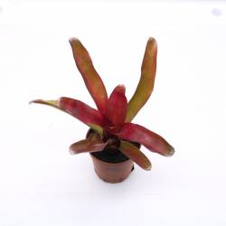 Neoregelia "Super Fireball" - Broméliacée - Plante épiphyte - plante terrarium