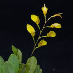 Specklinia groby small - Orchidée botanique miniature