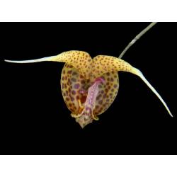 Scaphosepalum ursinum