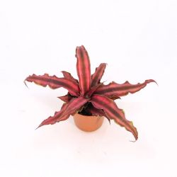 Cryptanthus Bivittatus Red Star