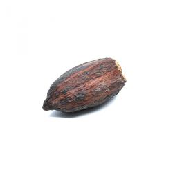 Cabosse sèche de cacao - Cachette idéale