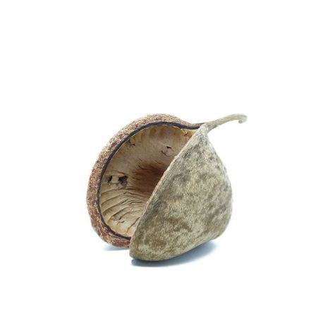 Noix de bouddha - Cachette, élément de décor, support Tillandsia etc... Noix de bouddha - Cachette, élément de décor, support Tillandsia etc...