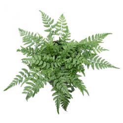 Athyrium Madagacariensis