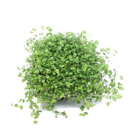 Soleirolia soleirolii - Helxine - Plante rampante Soleirolia soleirolii - Helxine - Plante rampante