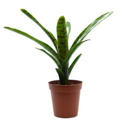 Neoregelia Adonis - Broméliacée - Plante épiphyte