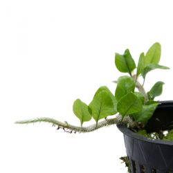 Microgramma vaccinifolium