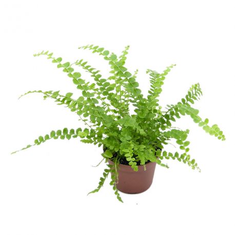Nephrolepis Exaltata var. Duffy - Fougère de Boston Nephrolepis Exaltata var. Duffy - Fougère de Boston