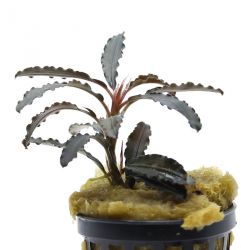 Bucephalandra Kedagang Red var Godzilla