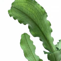 Bucephalandra Wavy green - Plante Aquatique Rare