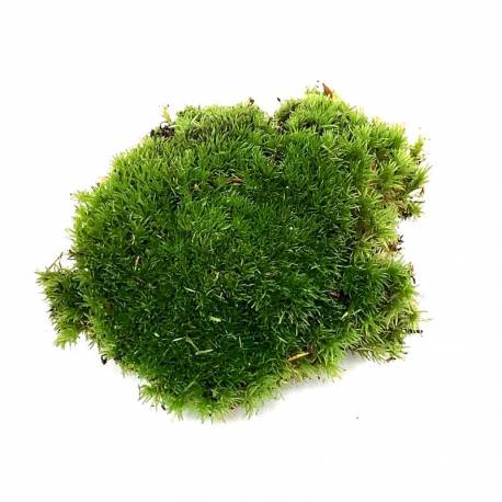 Mousse boule - Mousse de décoration pour terrarium et composition végétale Mousse boule - Mousse de décoration pour terrarium et composition végétale