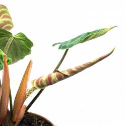 Philodendron verrucosum - Plante rare de décoration d'intérieur