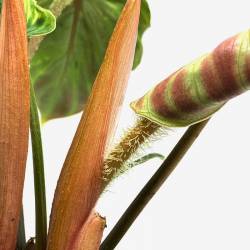 Philodendron verrucosum - Plante rare de décoration d'intérieur