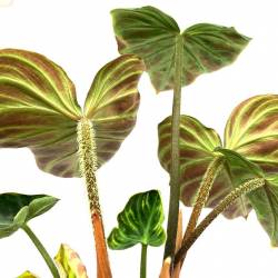 Philodendron verrucosum - Plante rare de décoration d'intérieur