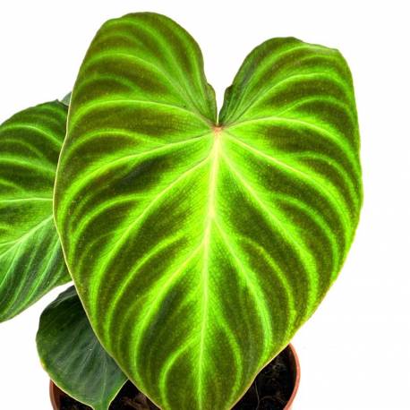 Philodendron verrucosum - Plante rare de décoration d'intérieur Philodendron verrucosum - Plante rare de décoration d'intérieur