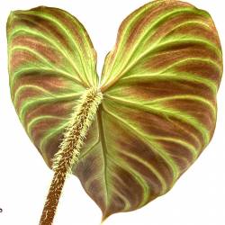 Philodendron verrucosum - Plante rare de décoration d'intérieur