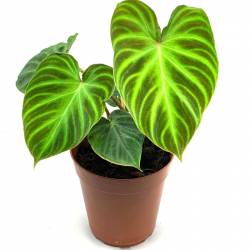 Philodendron verrucosum - Plante rare de décoration d'intérieur