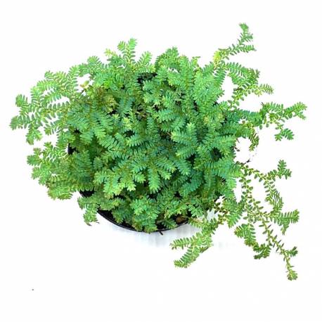 Selaginella uncinata - Fougère Tropicale à Frondes Colorées Selaginella uncinata - Fougère Tropicale à Frondes Colorées