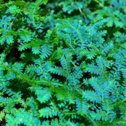 Selaginella uncinata - Fougère Tropicale à Frondes Colorées