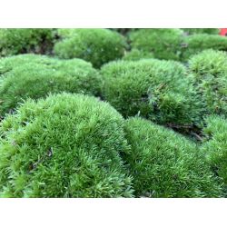 Mousse boule - Leucobryum glaucum - 10x10cm