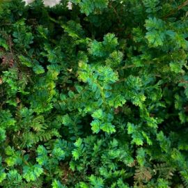 Selaginella uncinata - Fougère Tropicale à Frondes Colorées