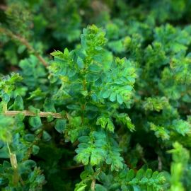 Selaginella uncinata - Fougère Tropicale à Frondes Colorées