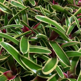 Neoregelia Schultesiana variegata