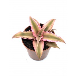 Cryptanthus bivittatus Pink Starlight - étoile terrestre